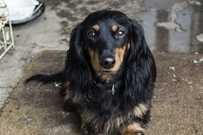 black dog lies on the street