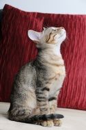 the cat sits on the floor and looks up