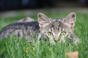 young tiger cat on green grass close up