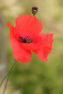 black insects on red poppy