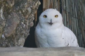snowy owl among the trees