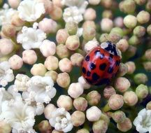 ladybug in the garden close-up