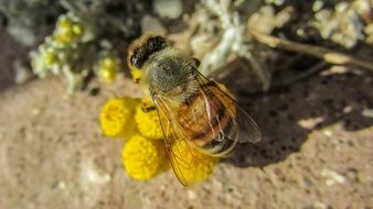 bee on a yellow flower on a bush