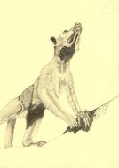 wolf drawn in pencil