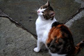 three colored cat on the pavement