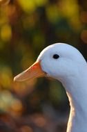 muzzle of a white goose close-up on blurred background