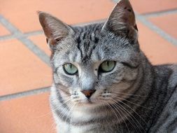 striped cat on a brick walkway