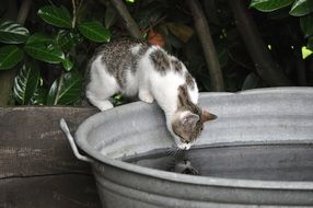 kitten is reflected in the basin of water