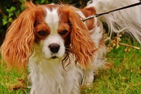 Cavalier King Charles spaniel on a leash on the grass