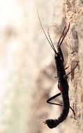 black Males stick insect, macro