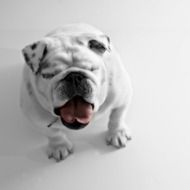 white bulldog on the white background