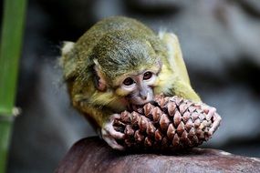 cute monkey eating cone portrait