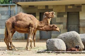 camels at the zoo berlin
