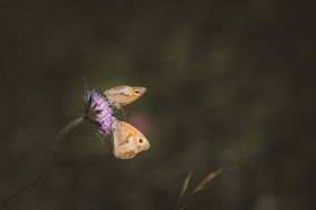 meadow brown butterfly on a flowering field in a blurred background