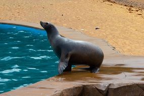 sea lion by the pool
