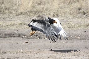 Predatory eagle