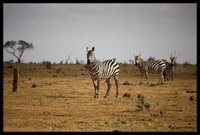 Africa Zebra