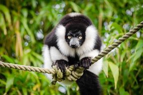 Black And White Madagascar Lemur