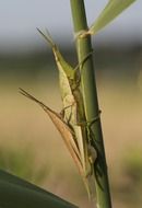 reproduction of grasshoppers