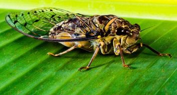 cicada on leaf, macro