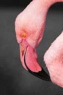 portrait of a pink flamingo