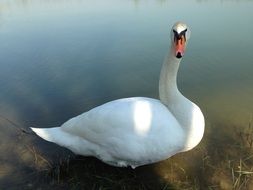 Picture of white Swan in the Wildlife