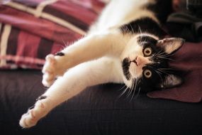 Cat Pet Whiskers