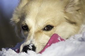 white puppy with frisbii on the snow close-up on blurred background