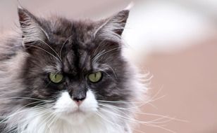 Cute serious maine coon cat at blurred background