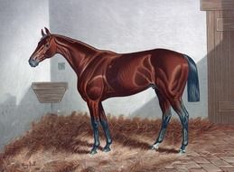 painted brown horse in a stall