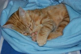 red kitten is lying on a blue blanket