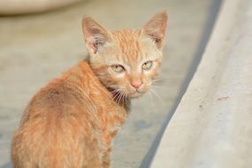 Angry cat on the pavement