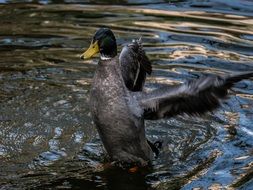 fluttering wings duck