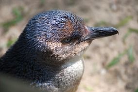 black cute penguin in australia
