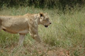 lioness among the plants in the wild africa