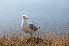 gorgeous Seagull bird marine portrait