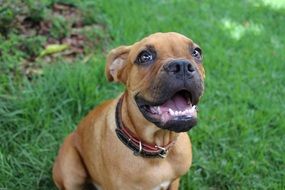 happy domestic dog on the grass