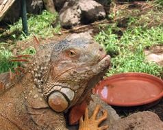 iguana on stones close up