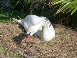 Mute Swan on dry grass on a sunny day