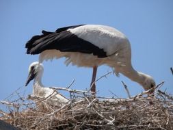 Storks are sitting in the nest