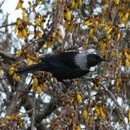 Tui Tui Bird