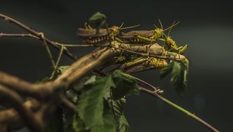 group of Locusts on branch