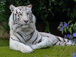 majestic bengal tiger