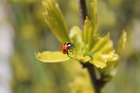 ladybug on a green branch in summer
