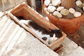 domestic Cat Sleep in Vase