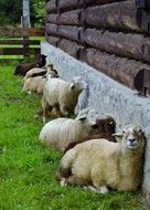 fur sheeps on a farm