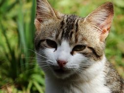 sad feline look close up