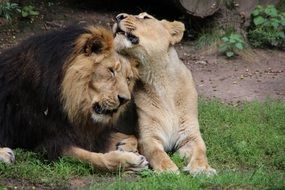 carnivorous lion and lioness on the grass