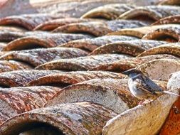 sparrow on the tiles, texas