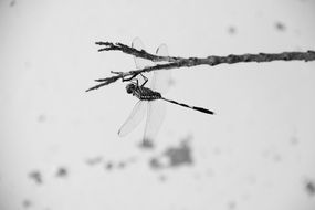 dragonfly on a branch on a black and white background